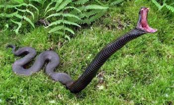 отпугиватель кротов